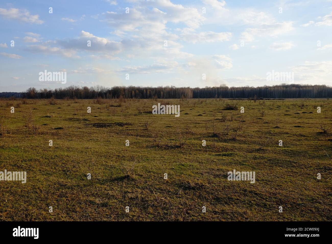Cloudy sky over a field. A small forest in the distance Stock Photo - Alamy