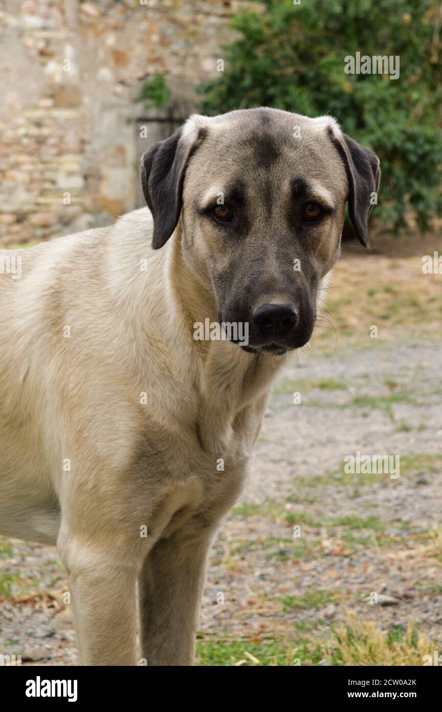 Beautiful Anatolian shepherd dog. This is a sheep dog and a large breed dog. Stock Photo