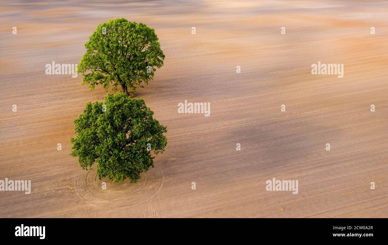 top down aerial view on a two trees in the middle of a cultivated field ...