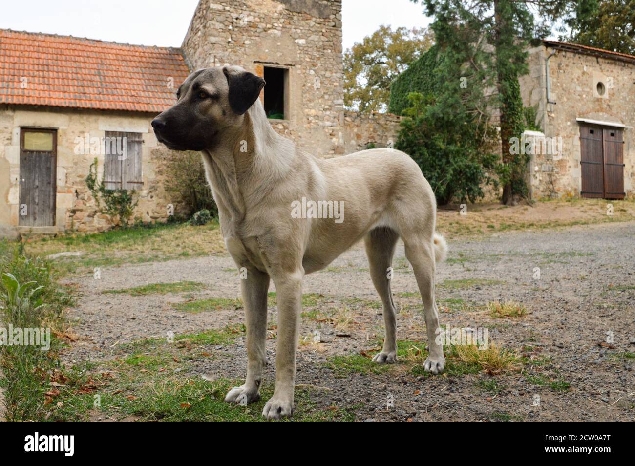 Beautiful Anatolian shepherd dog. This is a sheep dog and a large breed dog. Stock Photo
