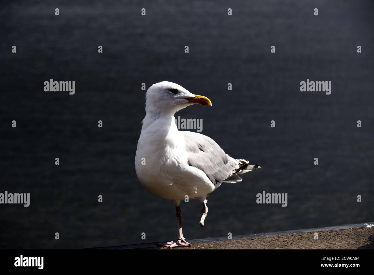 Seagull with only one leg ( broken leg ) walking next to sea shore - blurred background Stock Photo