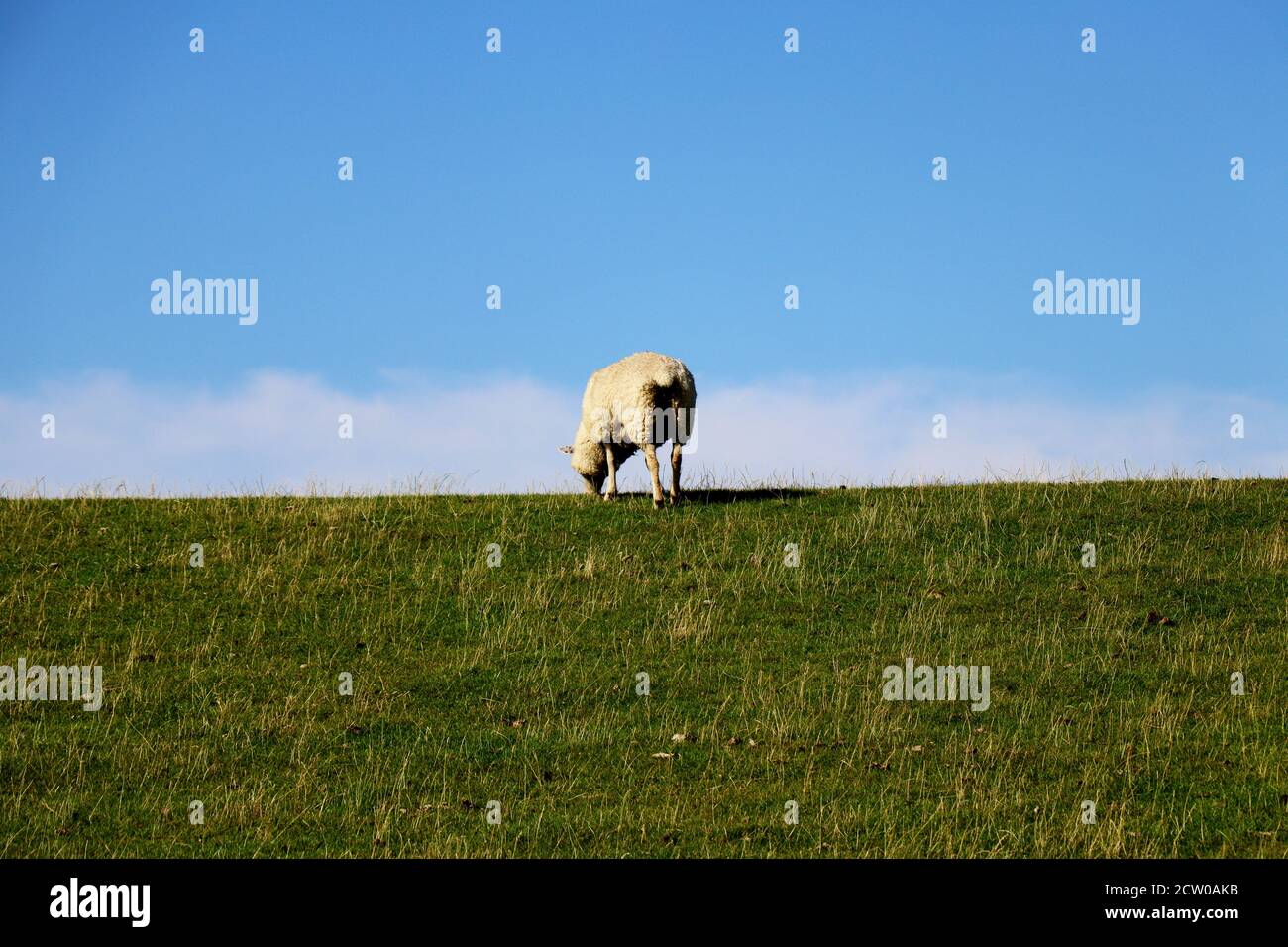 Adult Sheep grazing in green pastures with sky background Stock Photo ...