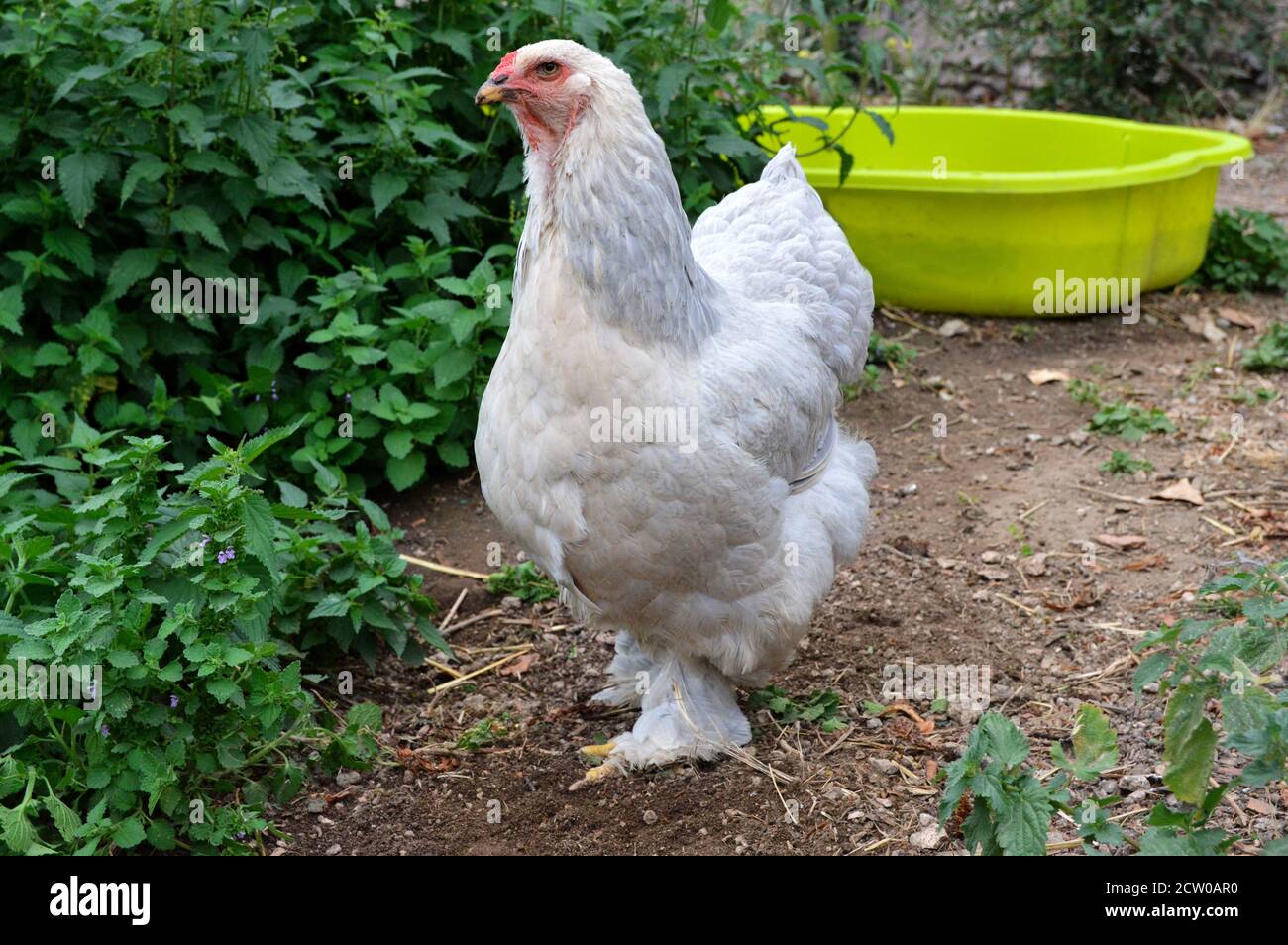Beautiful Brahma chicken , in a hen house or chicken coop Stock