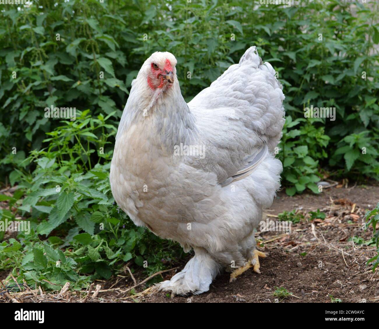 https://c8.alamy.com/comp/2CW0AYC/beautiful-brahma-chicken-in-a-hen-house-or-chicken-coop-2CW0AYC.jpg