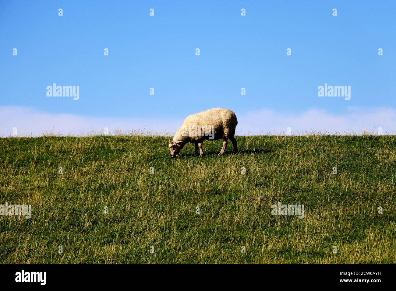 Adult Sheep grazing in green pastures with sky background Stock Photo ...
