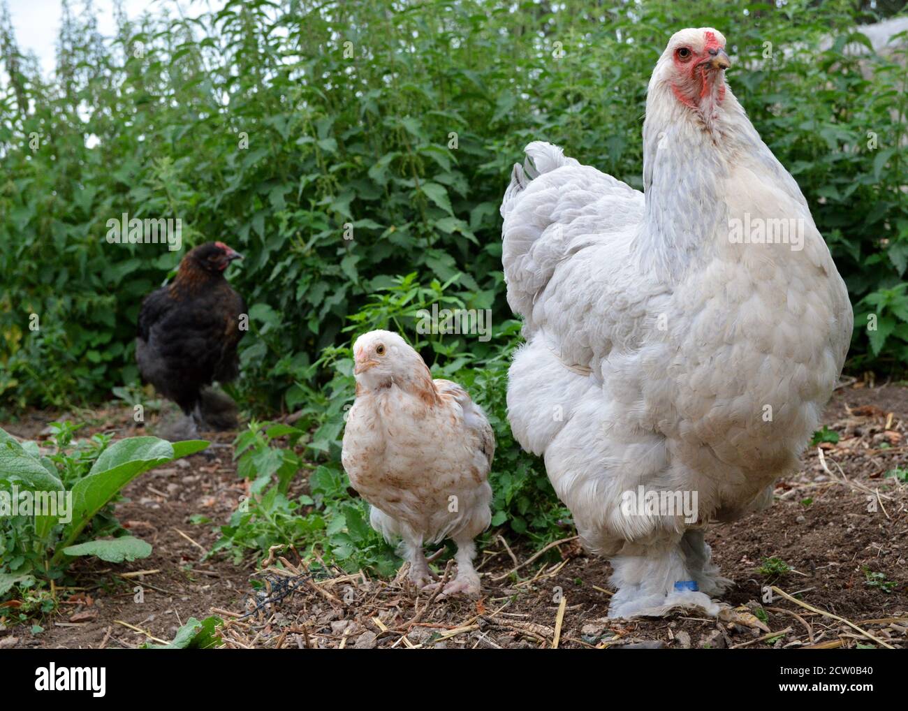 Beautiful Brahma chicken with her chick , in a hen house or chicken