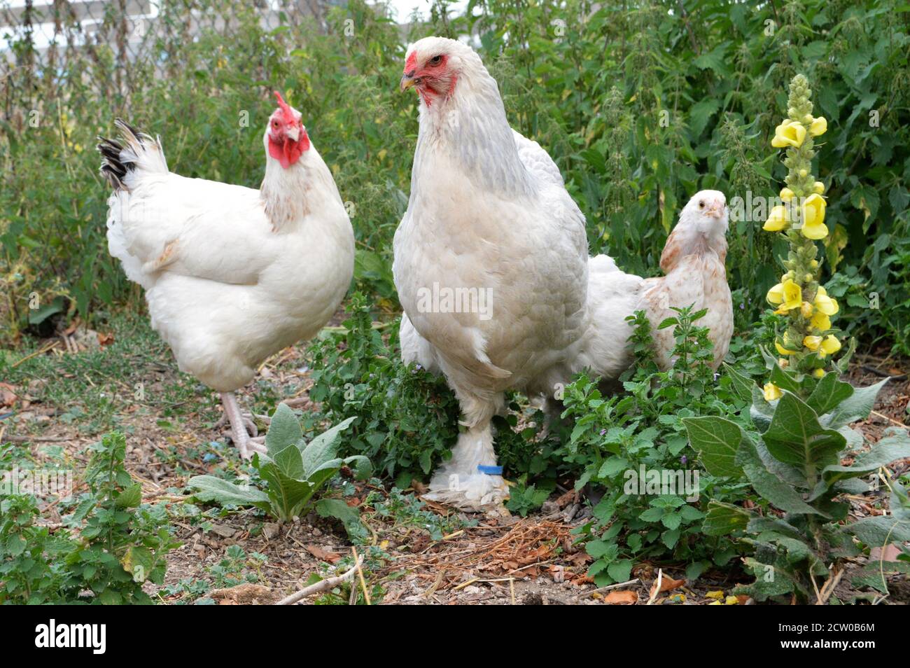 Beautiful Brahma chicken with her chick , in a hen house or