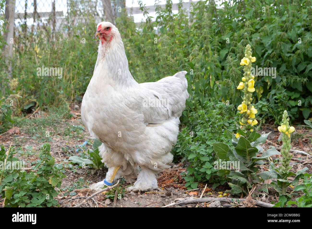 Brahma rooster hires stock photography and images Alamy