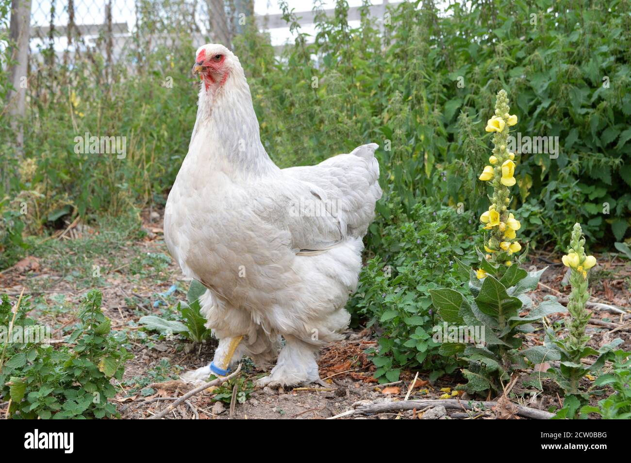 Beautiful Brahma chicken , in a hen house or chicken coop Stock Photo