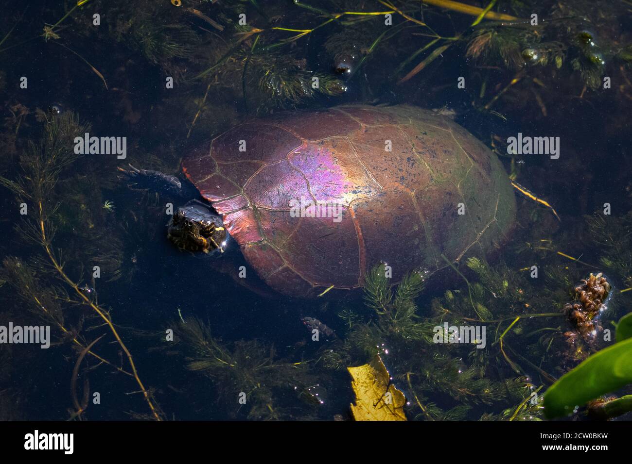 Top view of painted turtle swimming through aquatic plants in pond Stock Photo Alamy