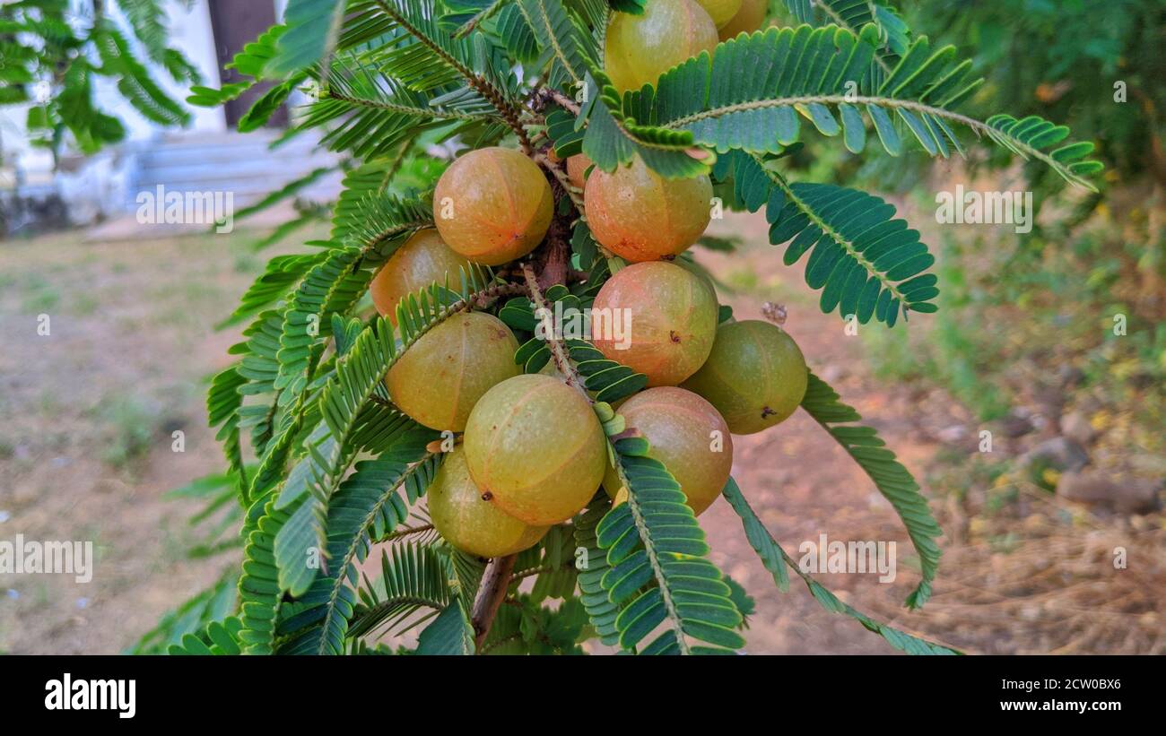 Ripe fruits of Phyllanthus emblica (also known as emblic, emblic myrobalan, myrobalan, Indian gooseberry, Malacca, or amla) on branch of tree. Stock Photo