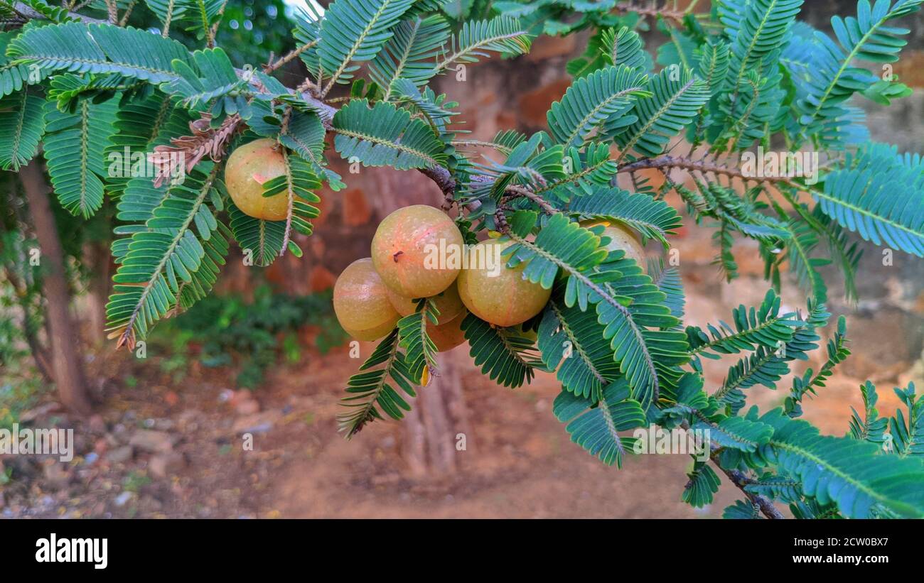 Ripe fruits of Phyllanthus emblica (also known as emblic, emblic myrobalan, myrobalan, Indian gooseberry, Malacca, or amla) on branch of tree. Stock Photo