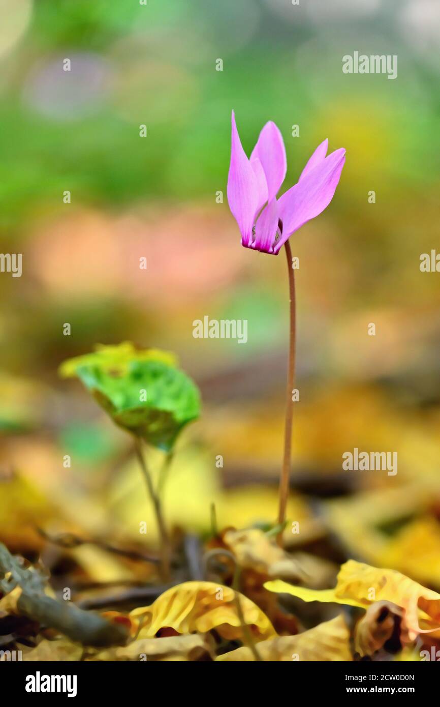 Beautiful pink plant in the forest. Natural colorful background. (Cyclamen purpurascens) Stock Photo