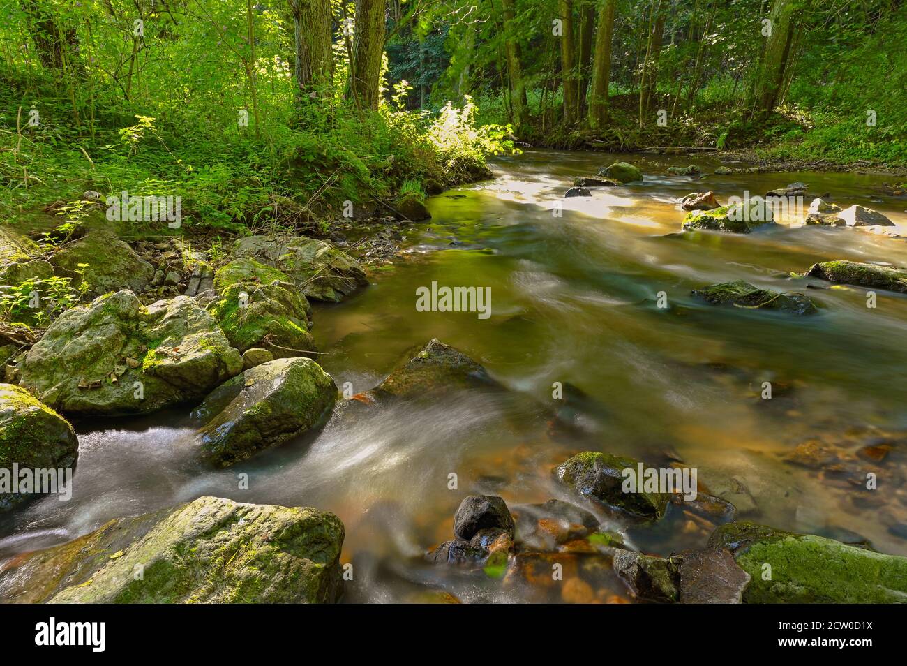 Beautiful landscape with nature and river with stones in the forest ...