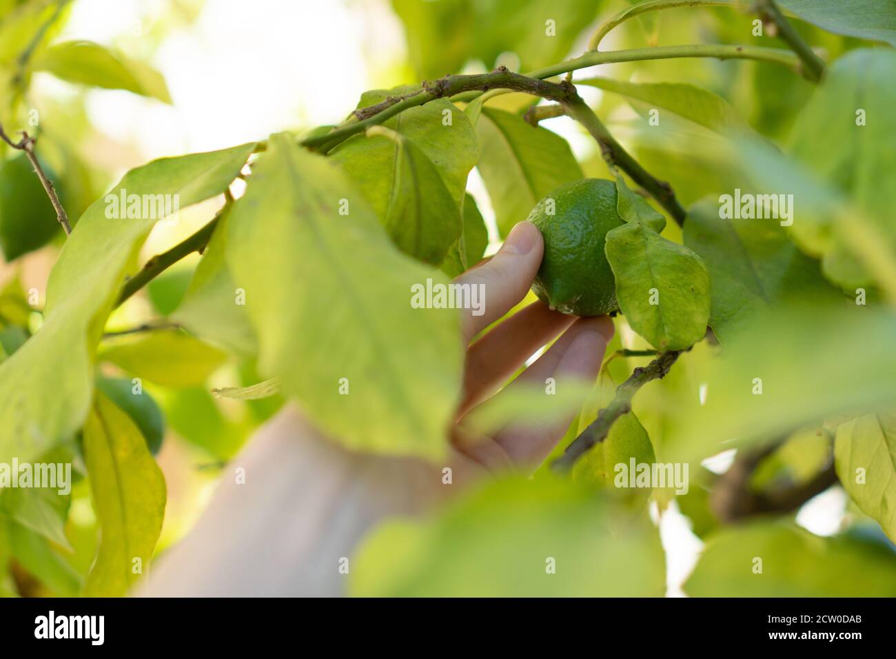Not ripe small lime fruit on a tree branch in the garden. Citrus farm ...