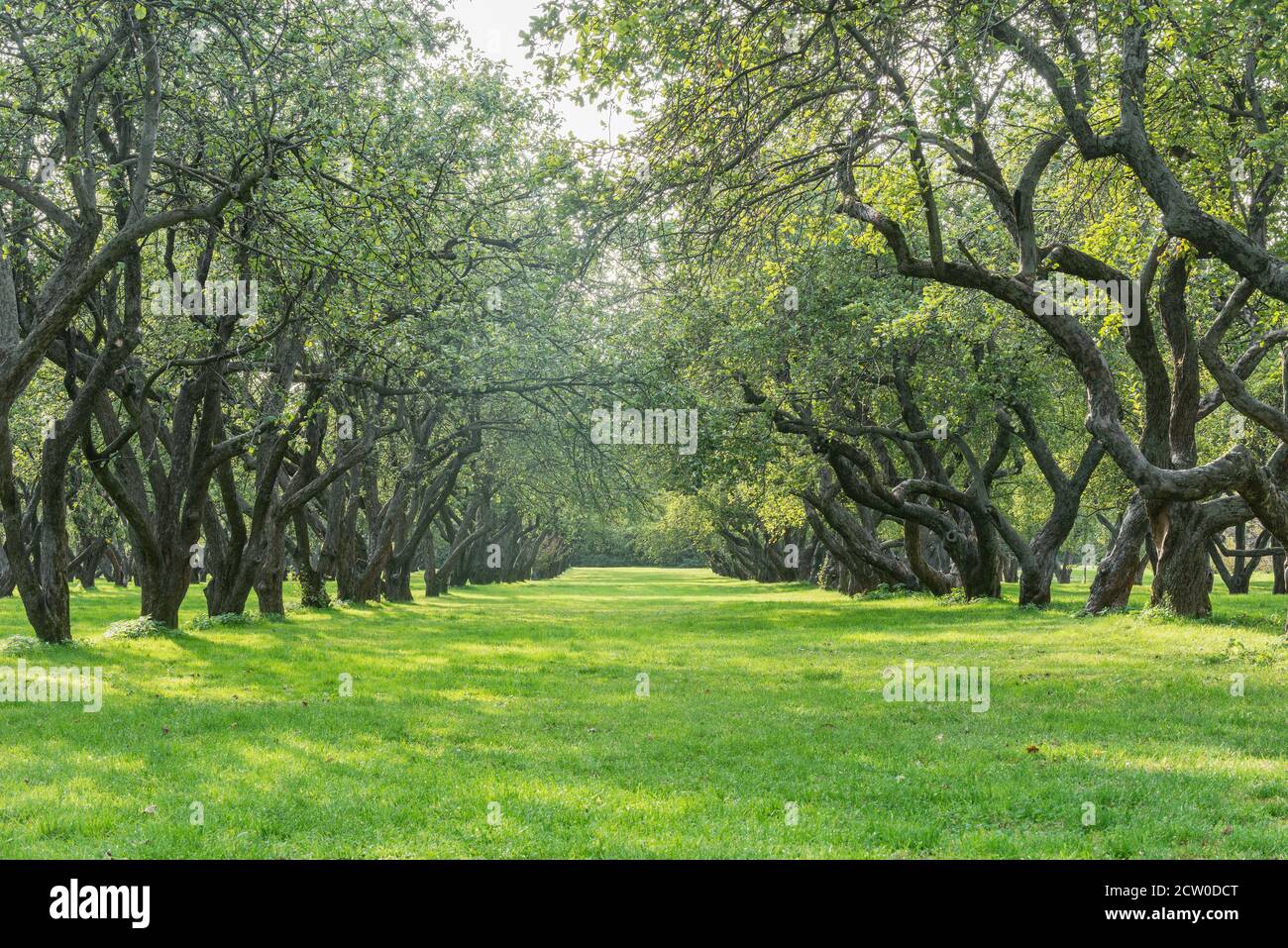 Apple trees in the garden at summer day time Stock Photo - Alamy