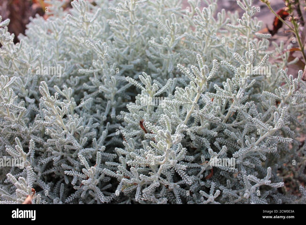 Santolina chamaecyparissus or Lavender Cotton with silver-gray foliage growing in the autumn garden. Stock Photo
