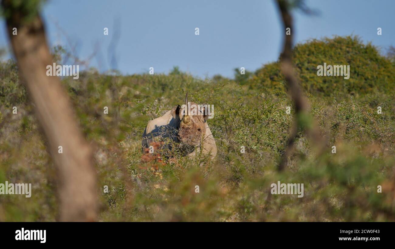 Rare picture of endangered animal black rhinoceros (rhino,diceros bicornis) hidden between thorny bushes in Etosha National Park, Namibia. Stock Photo