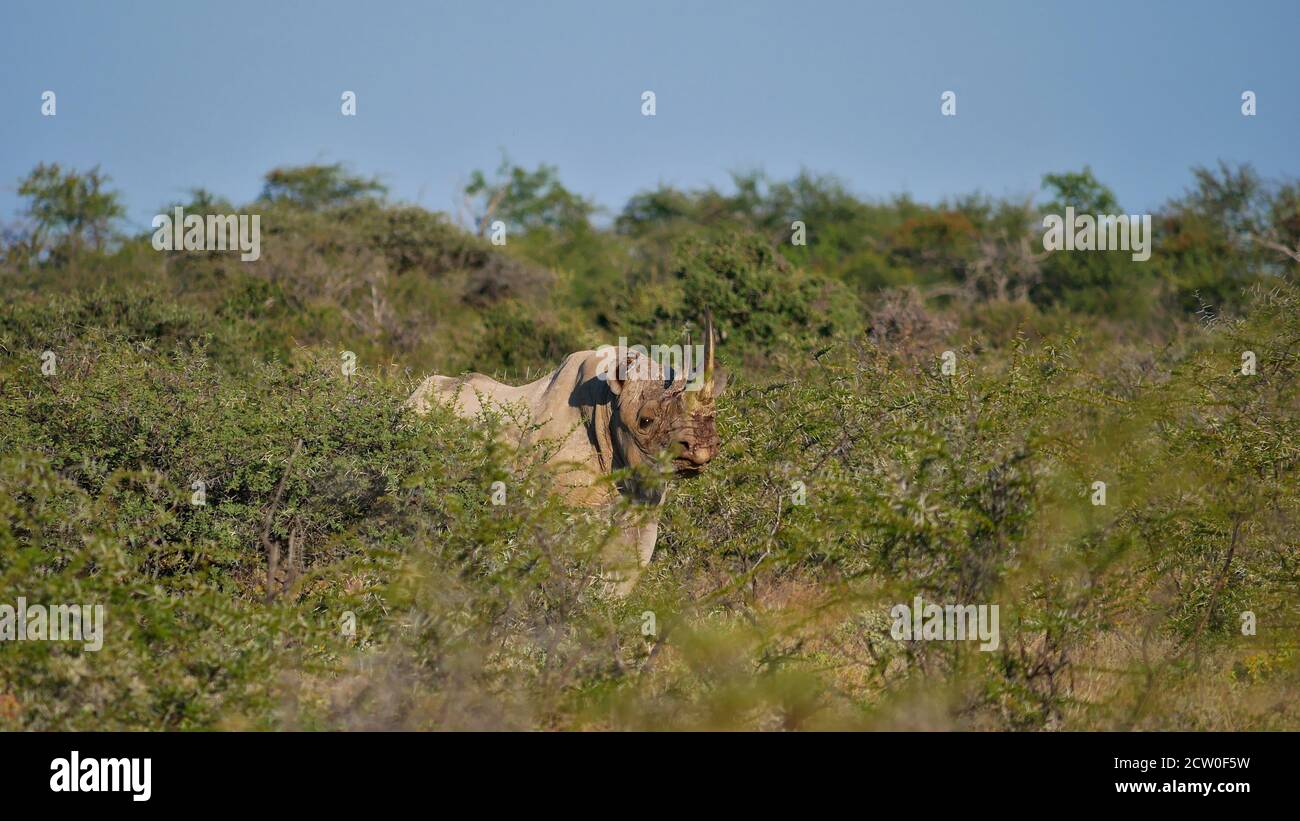 Endangered species black rhinoceros (rhino, hook-lipped rhinoceros, diceros bicornis) standing between thorny bushes in Etosha National Park, Namibia. Stock Photo