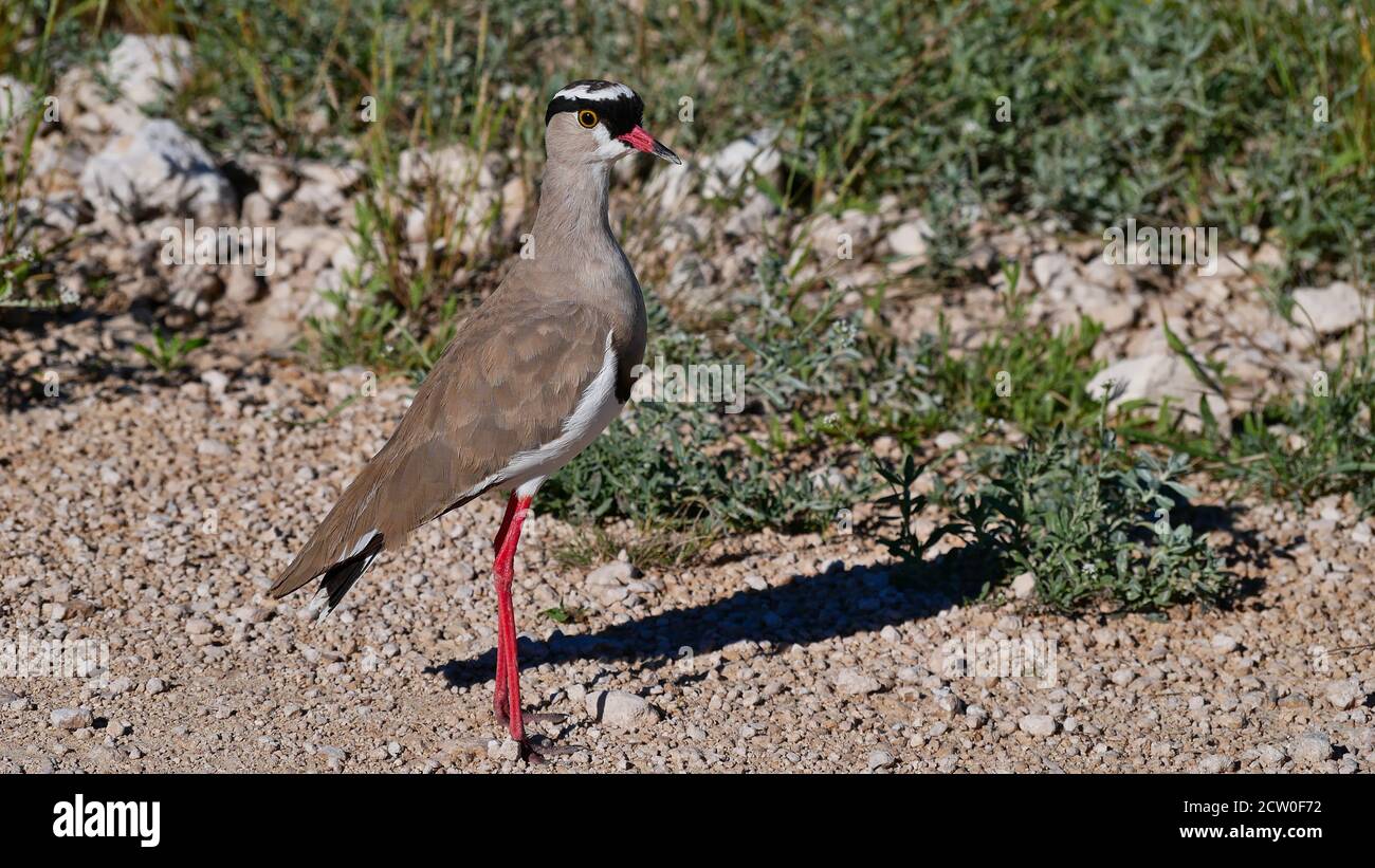 Single crowned lapwing bird (vanellus coronatus, crowned plover) with brown, black and white plumage and red beak in Etosha National Park, Namibia. Stock Photo