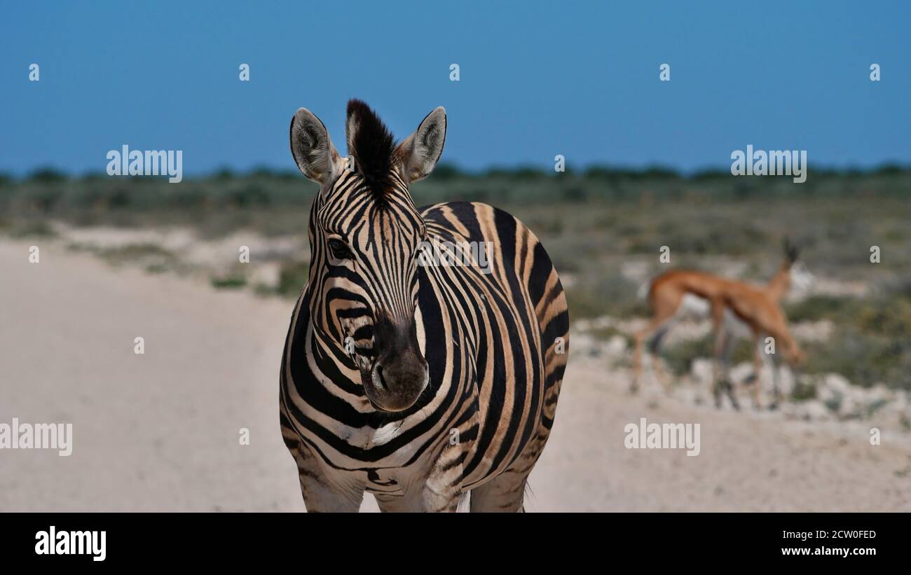 Closeup view of single striped plains zebra (equus quagga, common zebra) blocking the road with springbok antelopes, Etosha National Park, Namibia. Stock Photo