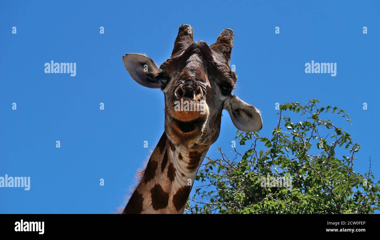 Funny closeup view of a chewing angolan giraffe (giraffa camelopardalis angolensis, namibian giraffe) with top of a tree in Etosha National Park. Stock Photo