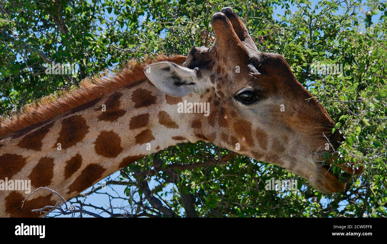Closeup side view of a grazing angolan giraffe (giraffa camelopardalis angolensis, namibian giraffe) with tree and leaves in Etosha National Park. Stock Photo