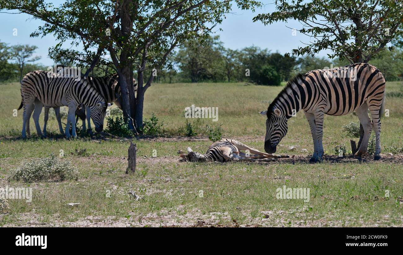 Group of striped plains zebras (equus quagga, common zebra) with one of them (offspring) resting on the ground in Etosha National Park, Namibia. Stock Photo
