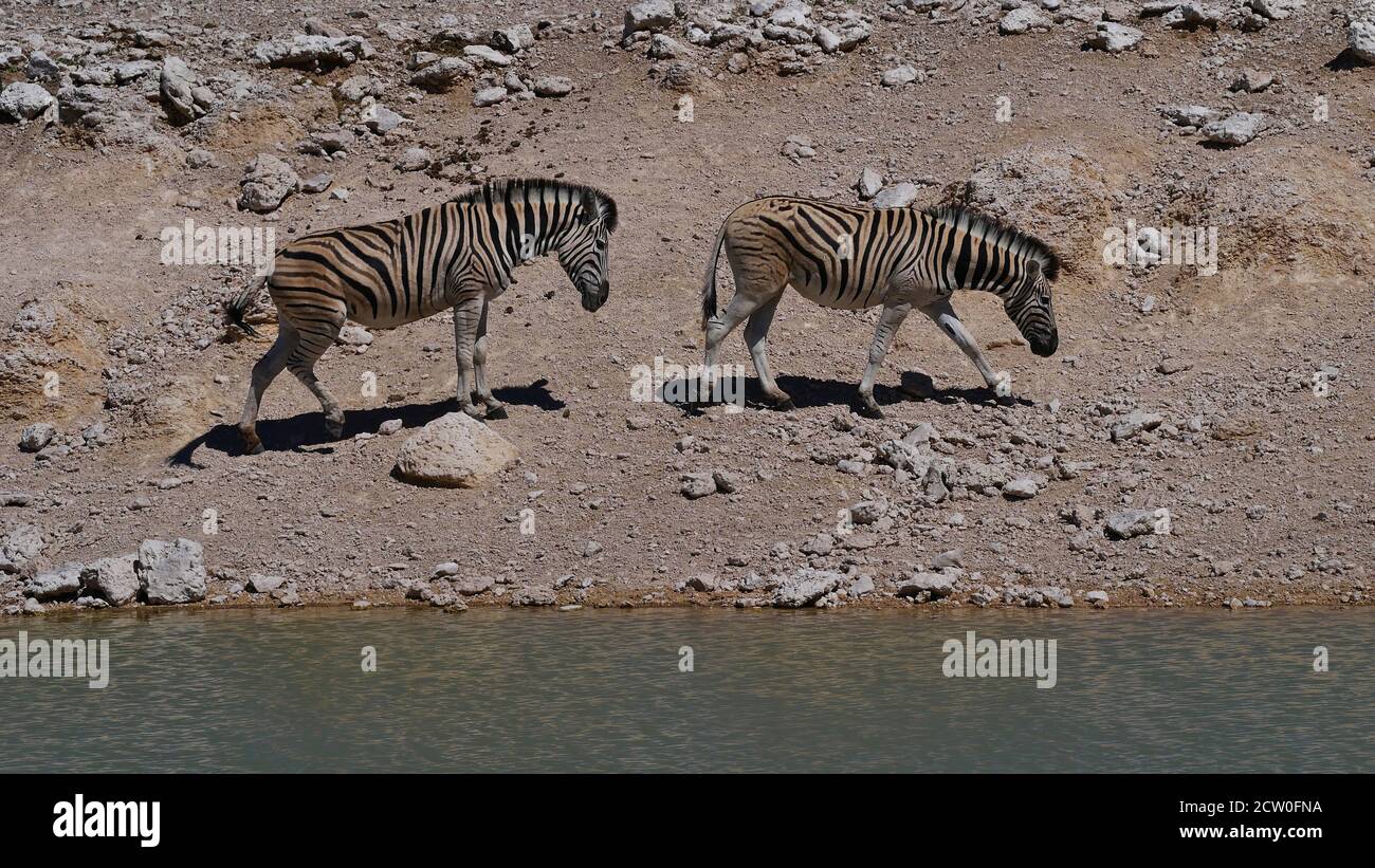 Two plains zebras (equus quagga, common zebra) walking by a water hole in midday heat, Kalahari desert, Etosha National Park, Namibia. Stock Photo