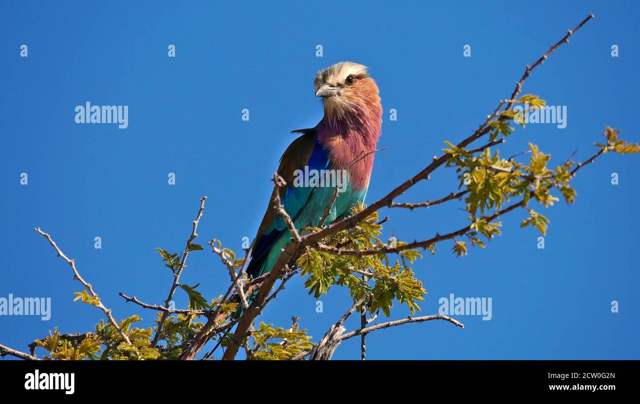 Colorful lilac-breasted roller bird (coracias caudatus) with beautiful purple, blue and turquoise plumage sitting on a branch in Etosha National Park. Stock Photo