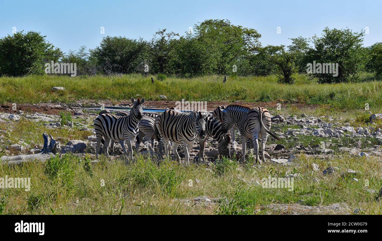 Small herd of striped plains zebras (equus quagga, also common zebra) gathering near a waterhole in midday sun in Etosha National Park, Namibia. Stock Photo