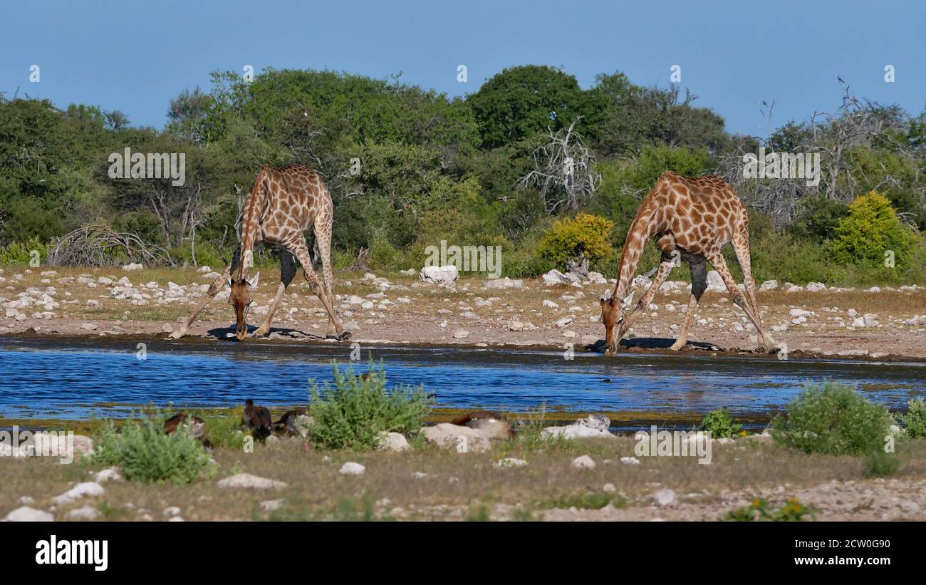 Two angolan giraffes (giraffa camelopardalis angolensis) drinking water with spread legs at Namutoni waterhole in Etosha National Park, Namibia. Stock Photo