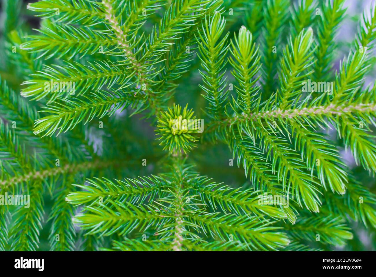 Evergreen leaf hi-res stock photography and images - Alamy, image size:1300x956