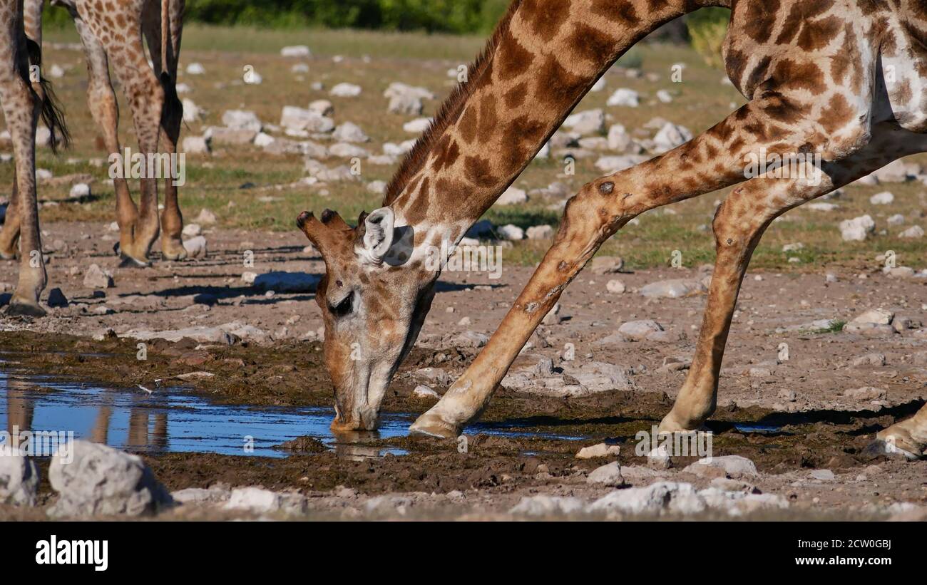Closeup view of angolan giraffe (giraffa camelopardalis angolensis) drinking water with spread legs at Namutoni waterhole in Etosha National Park. Stock Photo