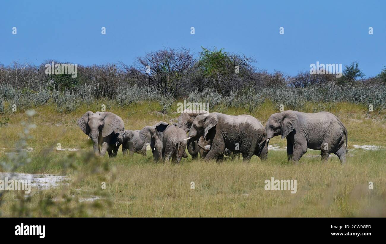 Herd of African elephants (loxodonta) with two babies walking on grass land in Kalahari desert, Etosha National Park, Namibia, Africa. Stock Photo