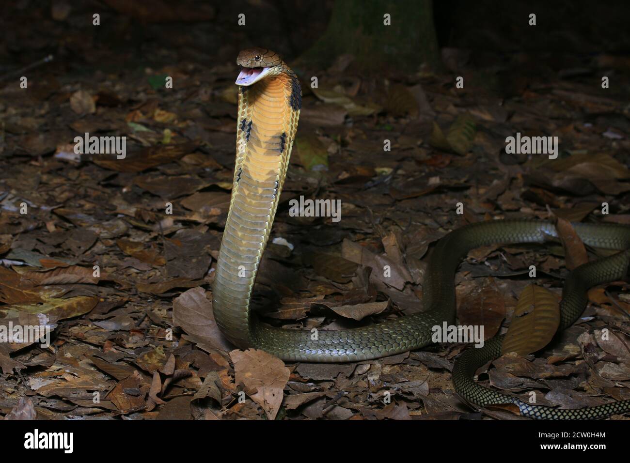 King cobra, Ophiophagus hannah, the longest venomous snake Stock Photo