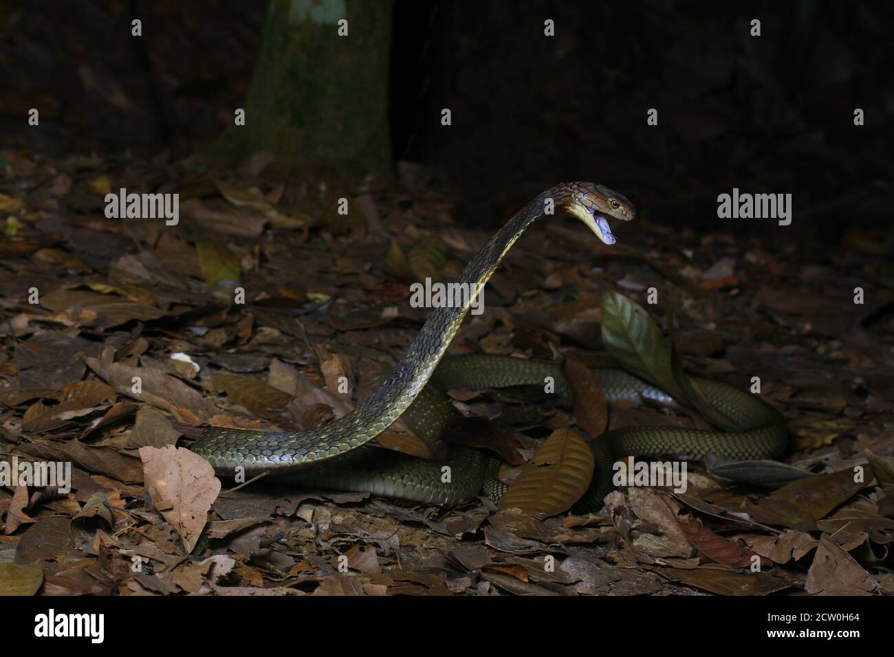 King cobra, Ophiophagus hannah, the longest venomous snake Stock Photo