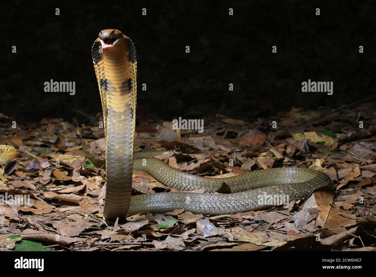 King cobra, Ophiophagus hannah, the longest venomous snake Stock Photo ...