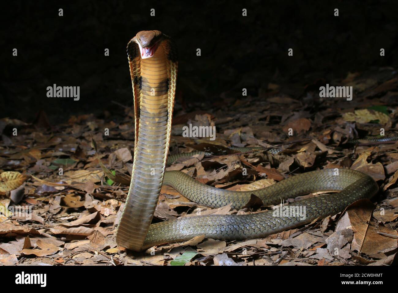A young King cobra, Ophiophagus hannah is the world longest venomous snake. Stock Photo
