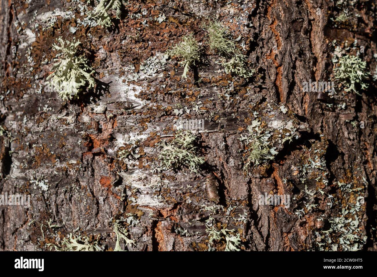 Bark of a beech tree Stock Photo
