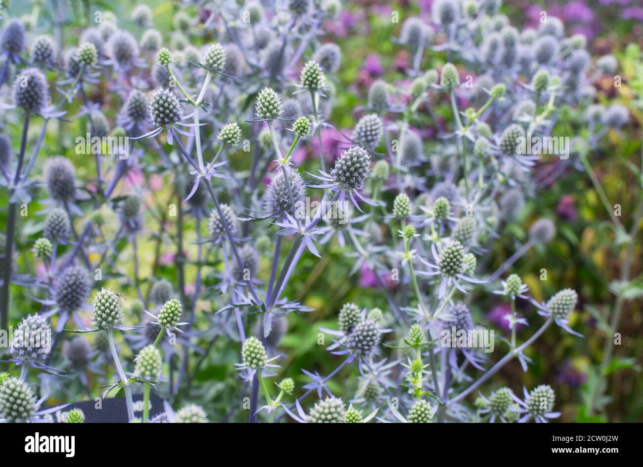 A field of green and lavendar colored flat sea holly, eryngium planum