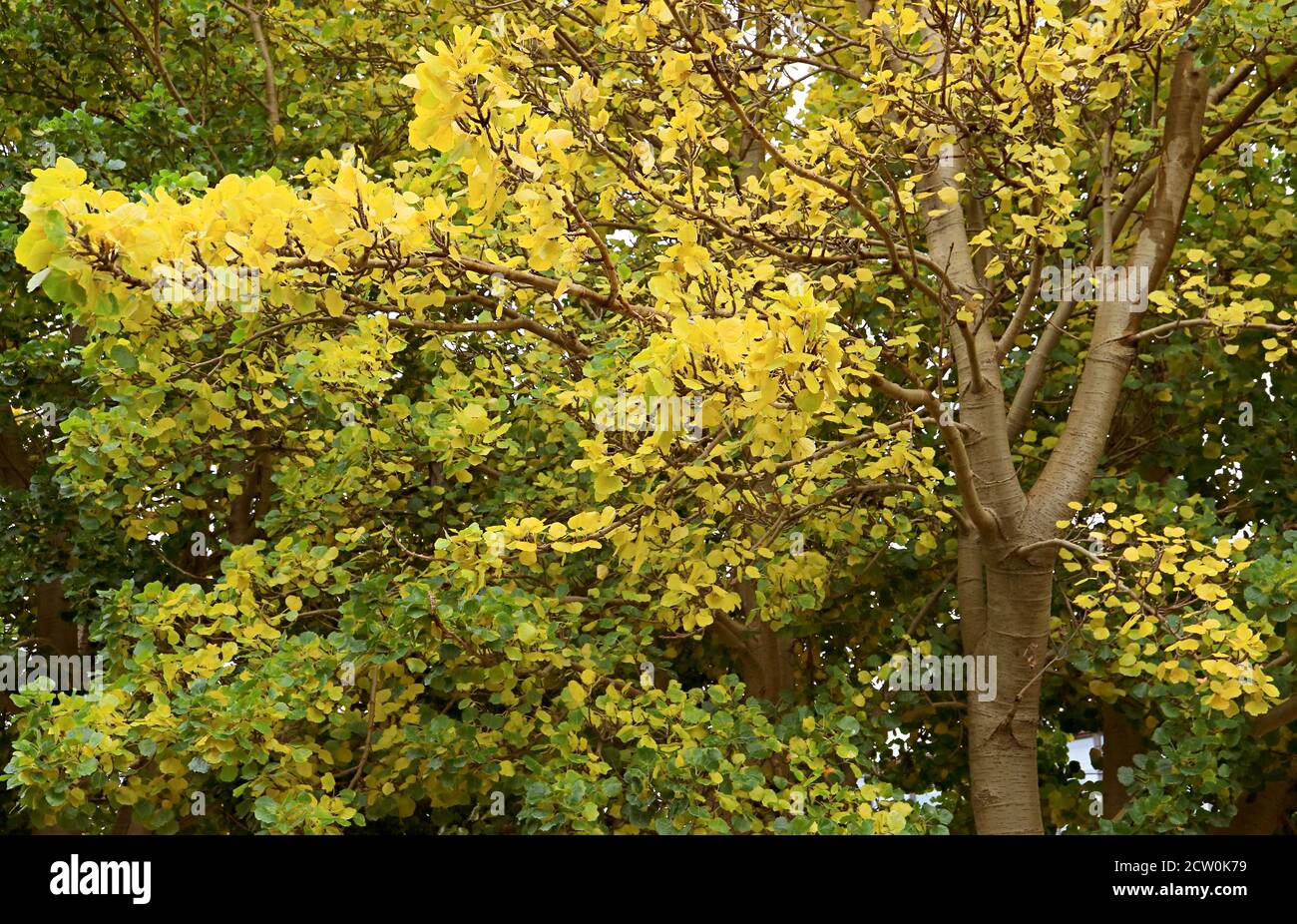 Yellow Man Tree Trees with yellow and green leaves hi-res stock photography and images ...