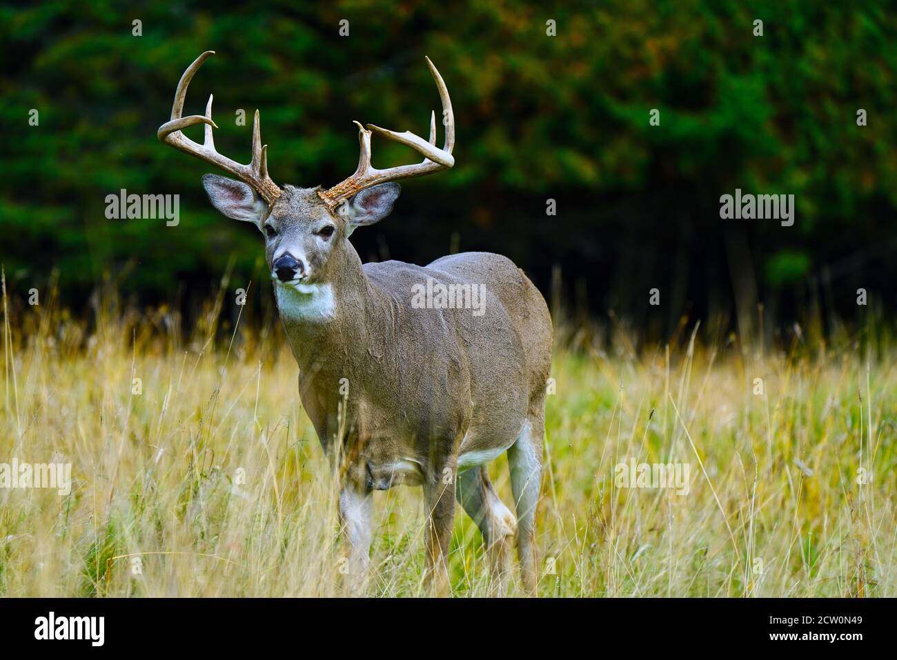 Montebello,Quebec,Canada,September 25, 2020.A buck in an animal reserve
