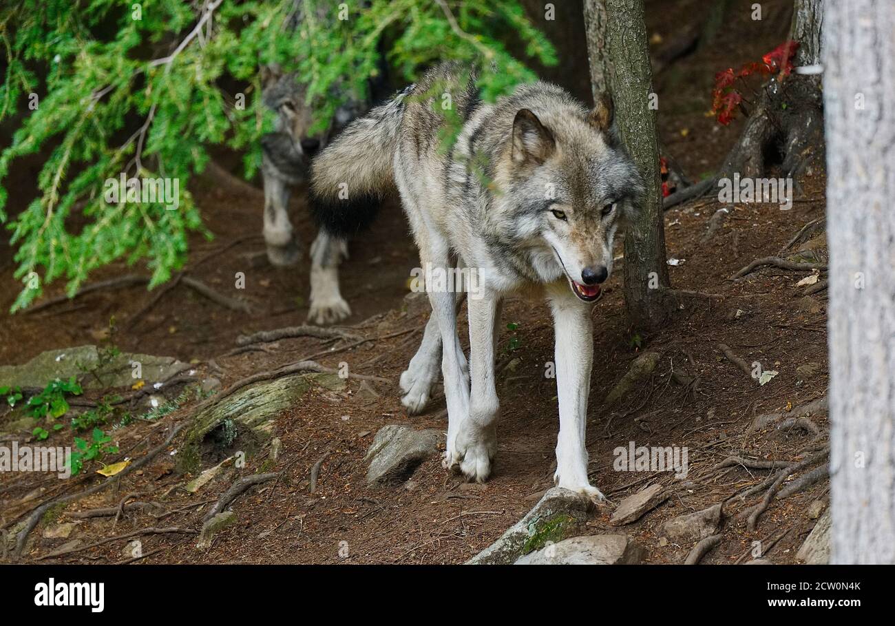 Montebello,Quebec,Canada,September 25, 2020.Grey wolf in an animal