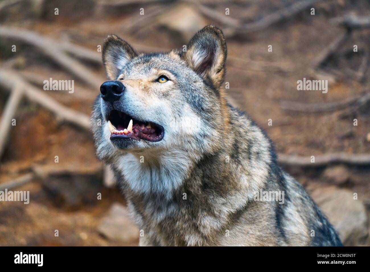Montebello,Quebec,Canada,September 25, wolf in an animal :Mario Beauregard/Alamy News Stock Photo - Alamy Montebello,Quebec,Canada,September 25, wolf in an animal :Mario Beauregard/Alamy News Stock Photo - Alamy