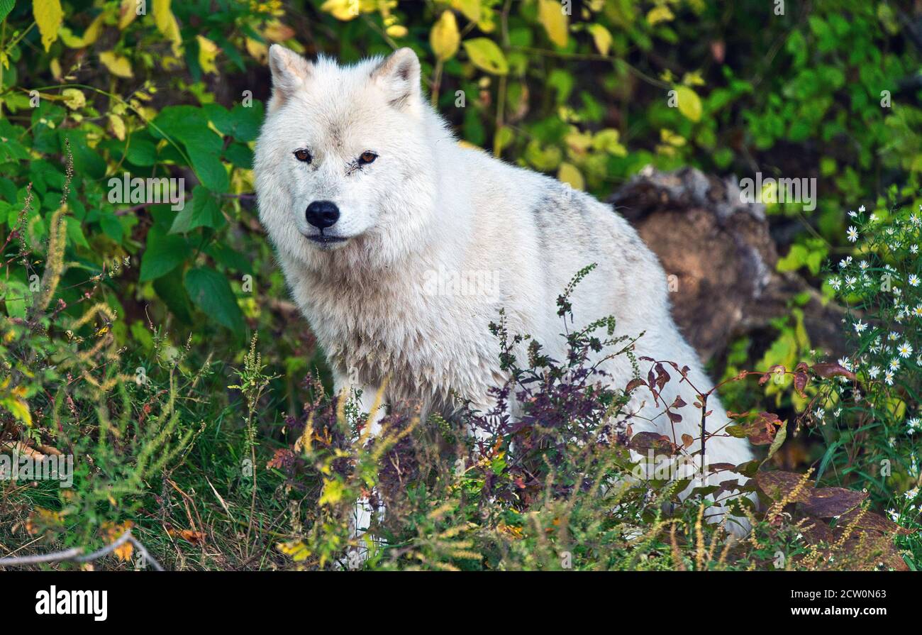 Montebello,Quebec,Canada,September 25, 2020.Grey wolf in an animal
