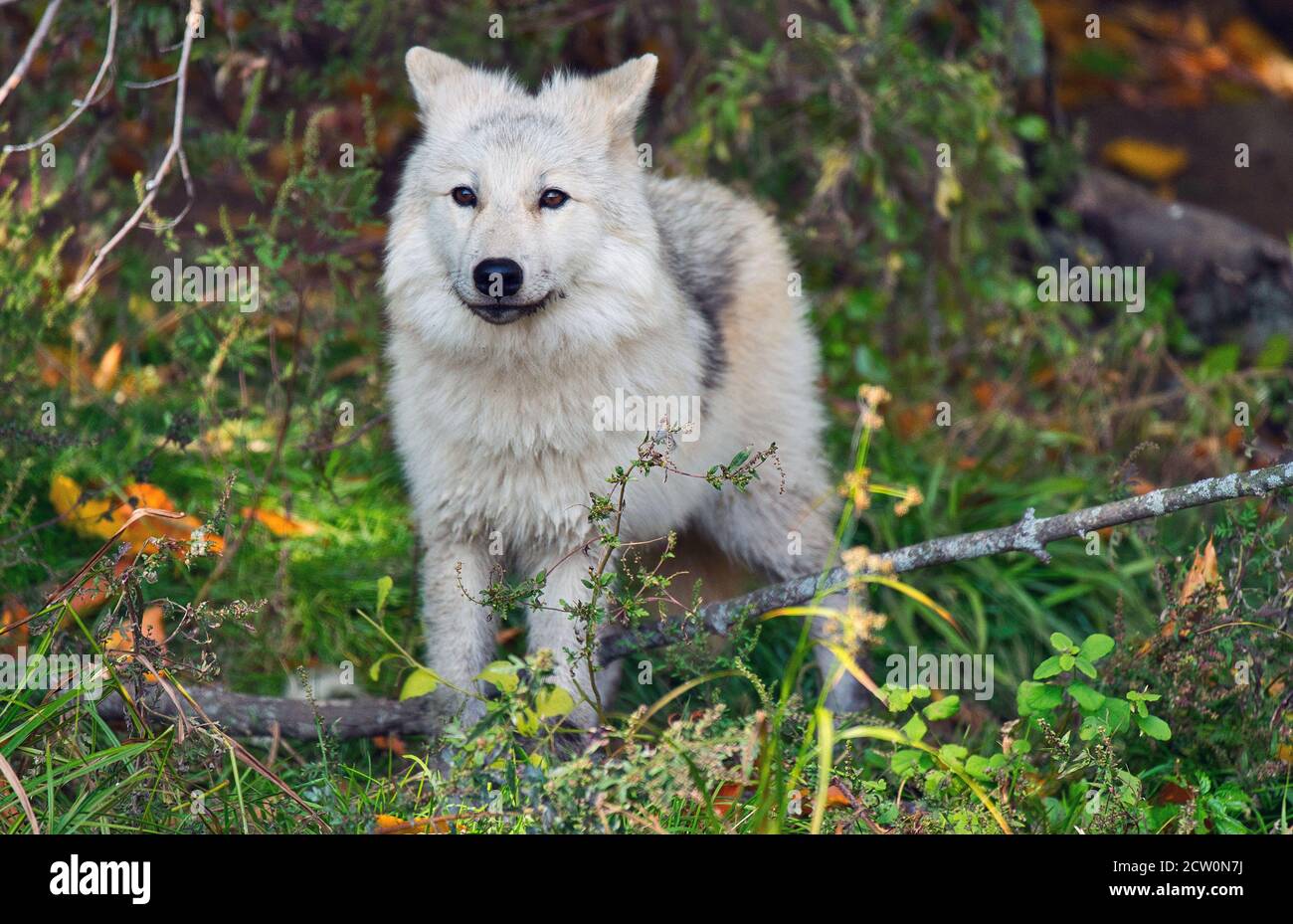 Montebello,Quebec,Canada,September 25, 2020.Arctic wolf in an animal