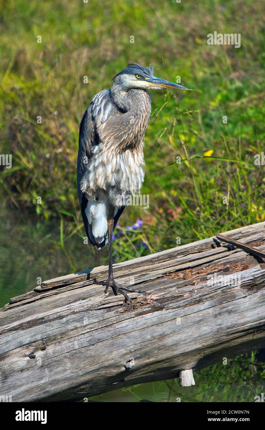 Montebello,Quebec,Canada,September 25, 2020. Great Blue Heron resting in swampland.Credit:Mario Beauregard/Alamy News Stock Photo
