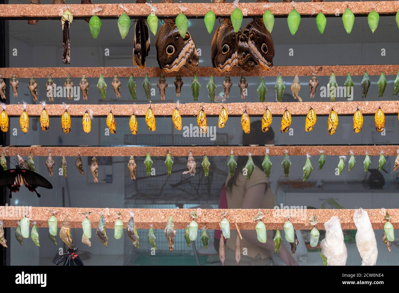 Metamorphosis of butterflies egg, larva, chrysalis, cocoon and