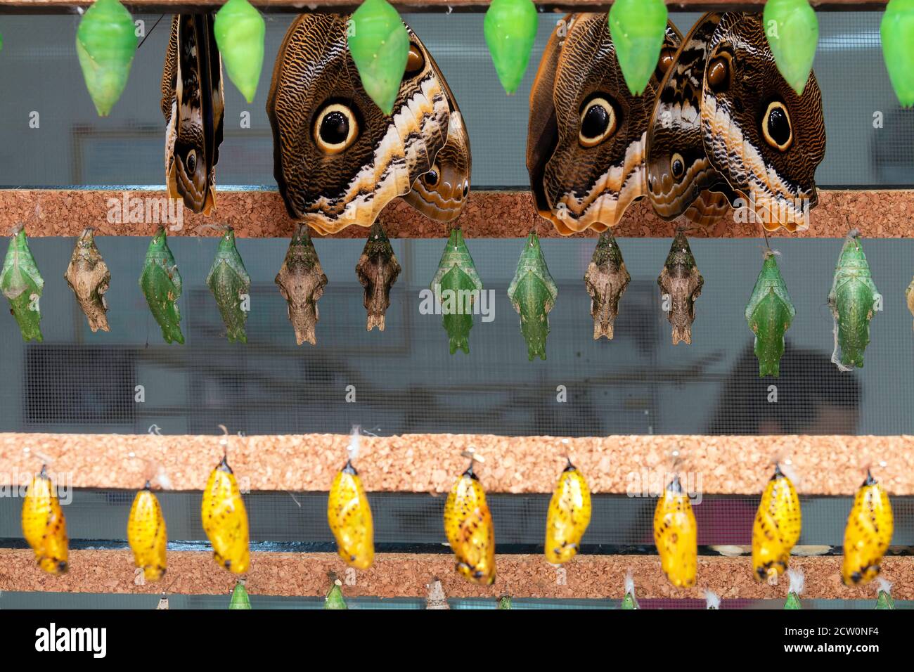 Metamorphosis of butterflies egg, larva, chrysalis, cocoon and